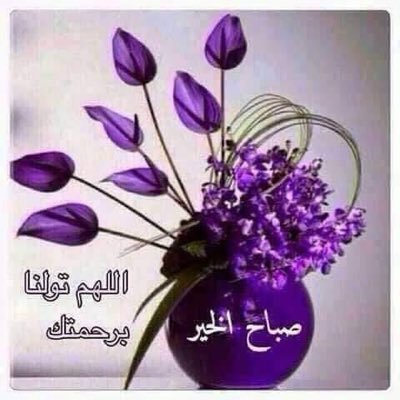 bahaeldln's profile picture. بيبو
