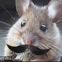 AtypicalDormouse (@trader_bb) 's Twitter Profile