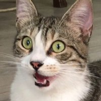 Maki Can Karaduduş (@maki9can) 's Twitter Profile