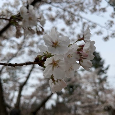 I am interested in Tsugaru folk songs. My dream has been to study at Overseas University for many years. I volunteer as a learning support with children.