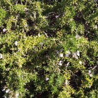 Hello World! (@rightwingblack2) 's Twitter Profile