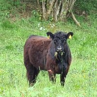 stephan weidlich (@stepweid) Twitter profile photo