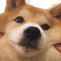 Beeb (@animalstuff2) 's Twitter Profile