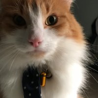 Thebookwasbetter 🐱🇪🇺❤️ (@thebookwasbett4) 's Twitter Profile