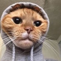 gatinhos fora de contexto (@gaatinhos_) 's Twitter Profile Photo