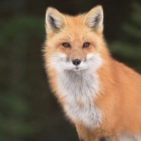 Whig (@vulpine2020) 's Twitter Profile
