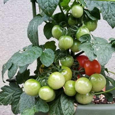 背丈の低いミニトマト🍅育成記録✨さんのプロフィール画像