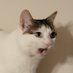 Purr_Bot (@little_purr) Twitter profile photo Purr_Bot (@little_purr) Twitter profile photo