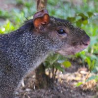 Instituto Conhecer para Conservar (@institutocc) 's Twitter Profile Photo