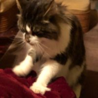 Dee Sullivan (@deesullivan18) 's Twitter Profile