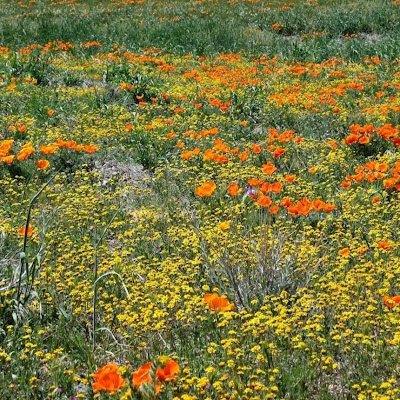 getsubhankhan's profile picture. India First 🇮🇳