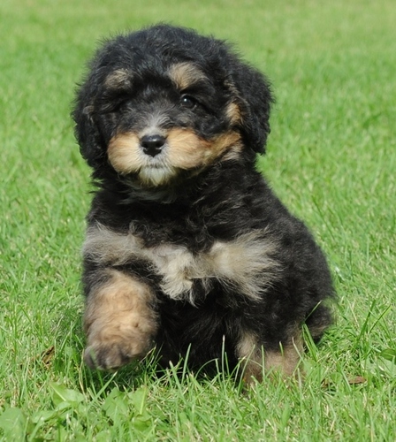 I'm a Mini Bernedoodle owned and loved by @brit and @davemorin in San Francisco. I love puppy tech (like my QR code collar), snow, and good design.