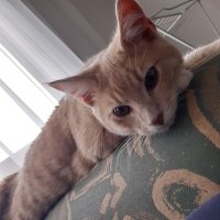 Muffin + Shortbread (@muffynshorty) 's Twitter Profile