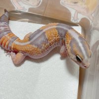 値下げしました☆バリ島の木のトカゲ 値下げしました☆バリ島の木のトカゲ 値下げしました☆バリ島