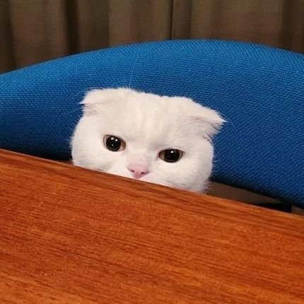 warmgre's profile picture. nyang nyang nyang~