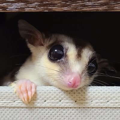 爬虫類、両生類、魚類、小動物、昆虫奇蟲と暮らしています。生きものと家族にまつわる日々の出来事をPostします。
好きなこと:キャンプ⛺、ガサガサ🐟️
主な出没地:レプタイルズ〇〇の会場とか