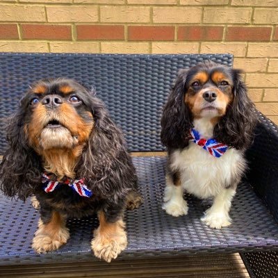 We are 2 cheeky Cavalier King Charles Spaniels