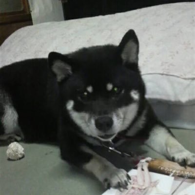 GrSupra10's profile picture. GRスープラ 一目惚れして2021.12.11に契約。2022.6.5納車。 記録用として始めました