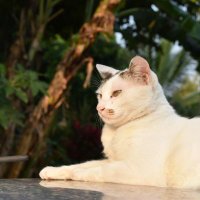 rdt (@purwanto_ip) 's Twitter Profile