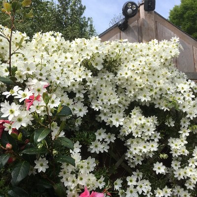 A garden addict always able to find room for another plant, like the unusual or tropical plants, cooking and dogs 🌲🌴🍁🌻🍰🧁🐶