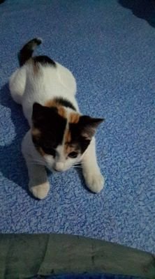 chotoka26's profile picture. 