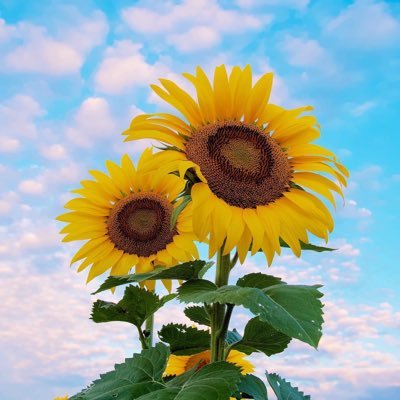 monsterlavs's profile picture. 𝚈𝚘𝚞 𝚠𝚒𝚕𝚕 𝚋𝚕𝚘𝚘𝚖 𝚒𝚗 𝚢𝚘𝚞𝚛 𝚘𝚠𝚗 𝚝𝚒𝚖𝚎. 🌻