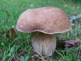 Promoter of wild food, fungi & local produce. Foraging courses in Hampshire, England