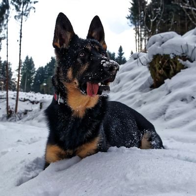 kevyn_l's profile picture. 