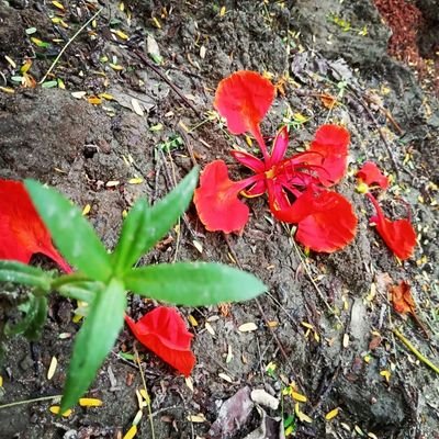 NoushinRounak's profile picture. Alhamdulillah For Everything ❤️❤️❤️