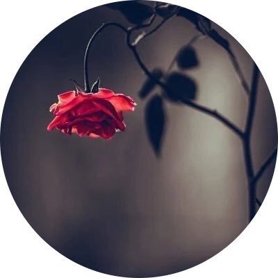 SunnyInPhylli's profile picture. (فَلَا يَحْزُنكَ قَوْلُهُمْ ۘ) هذه الآية ضماد لكل أذية 💛.