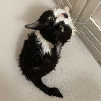 4ニャンズ(♀)飼っています🐱くぅ🐱なぁ🐱みぃ🐱ちゃあの4匹です。とても仲良しな4匹でしたが、急に仲が悪くなり、かなり粘りましたが、諦めて2匹ずつの隔離生活を始めました。
何が正解なのかは分からないけれど、猫達のストレスが少なくなるようにと考えてます……😢