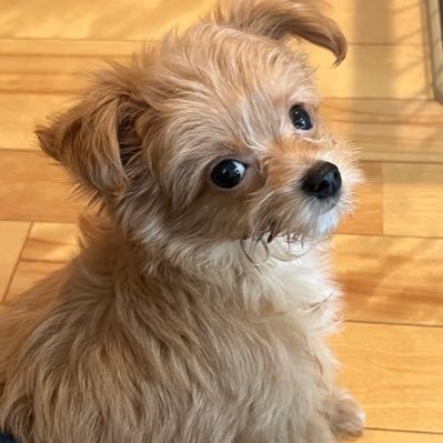 チワプーのくるちゃん(2022年2月25日生まれ・男の子)🐶を我が家🏡にお迎えしました。 小型犬を飼うのは初めての経験です。😁 ペット好きの皆さま、いろいろ教えてくださいね。🙇♂️ 無言フォローをお許しください 🙏 #小型犬 #チワプー #犬好き
