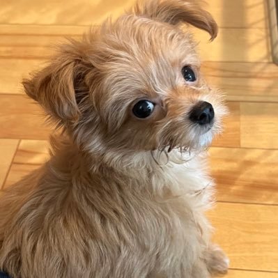 チワプーのくるちゃん（2022年２月25日生まれ・男の子）🐶を我が家🏡にお迎えしました。 小型犬を飼うのは初めての経験です。😁 ペット好きの皆さま、いろいろ教えてくださいね。🙇‍♂️ 無言フォローをお許しください 🙏 #小型犬 #チワプー #犬好き