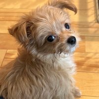 超小型犬くるちゃん🐶チワプー (@higtaka9876) Twitter profile photo