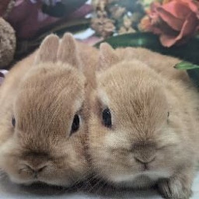 ナチュラルな生活大好き♡兎好き犬 猫 生き物大好き♡宮島の鹿も救いたい❤︎ 癒し系  古神道  神様大好き♡日本を守りたい。自然体に でも真はブレなく生きていきたい！