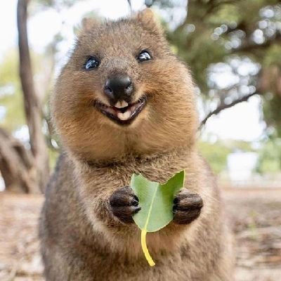 kivili_oralet's profile picture. 