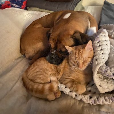 Chloe the Boxer, Benji the ginger cat, and our Mooma. Mooma says, enjoy the little things,be kind,smoke some good tree. Mooma loves Chester B♥