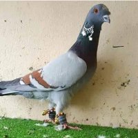 faruk beşiktaş (@beliktasfaruk) Twitter profile photo
