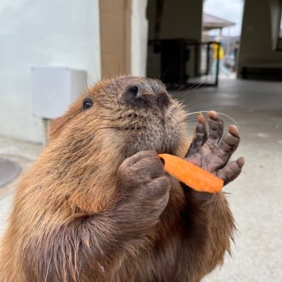 ビーバーはとってもかわいいよ🦫ふわふわだよ🦫