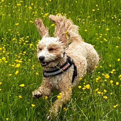 I’m Freddy, a F1 Cockapoo. I like boating, chasing ducks (I never catch any) I love F1 and follow Alpine. I enjoy helping mum and dad when they work from home.