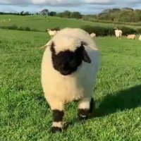 Missing Information Sheep(@missin4mati0n) 's Twitter Profile Photo
