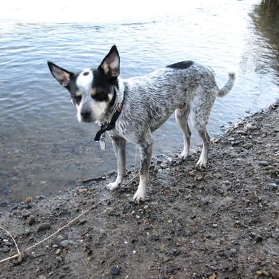 AmyMckechnie's profile picture. Middle of the road - and middle aged!  
LIKES: Dogs, ethical people, civility, and DOGS!   
DISLIKES: MAGA, MAGA, MAGA (in the voice of Jan Brady)