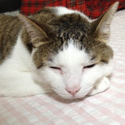 kenken_adapi603's profile picture. リターンのタイミングでTwitterも復活。無言フォロー＆気になると外でもリプします。車とバイクとお酒と美味しいものが好きです✌️おっさんなので山でも無理せずゆるふわで楽しんでますので気にせず抜いてください♪ zx25rとPanigaleV2に乗ってます。サヨナラはブロ解でお願いします。