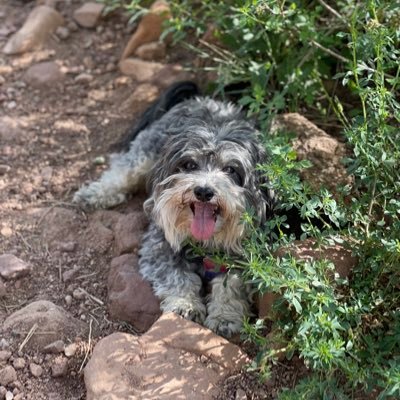 Colorado native extremely fond my wife,4 children 2 dogs...Phish affectionado, SkoBuffs, obsessive cubs fan