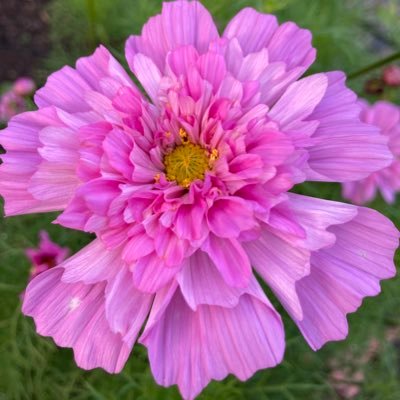 紅( ベニ )さんのプロフィール画像