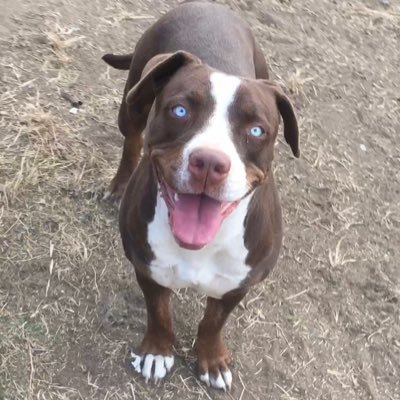 dannyspanks's profile picture. 