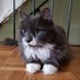 c (@suzystumpjumper) Twitter profile photo c (@suzystumpjumper) Twitter profile photo