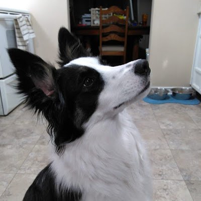 pizzapo56362465's profile picture. hi