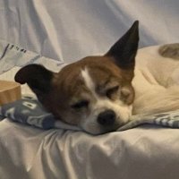 평생가족을 만난 양잔디 (@jandi_thedog) 's Twitter Profile