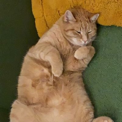 JelleBl0's profile picture. 